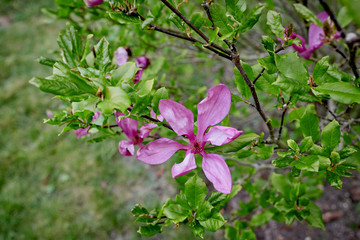 Magnolia