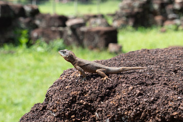 Lizard in San Ignacio Mini ruins Argentina