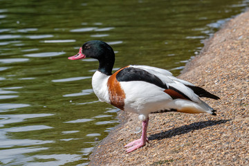The common shelduck, Tadorna tadorna is a waterfowl species of the shelduck genus, Tadorna.