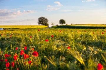 Getreidefeld_0851