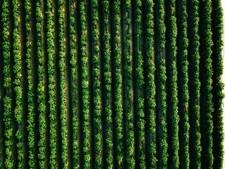 Aerial view of potato rows field in agricultural landscape