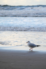 seagull on the beach