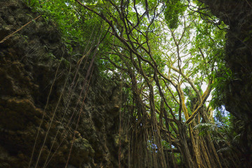 【沖縄県 日本の観光名所】ガンガラーの谷のウフシュガジュマル