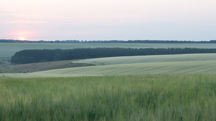 Fototapeta na wymiar Wheat harvest destroyed by a thunderstorm. Morning summer landscape
