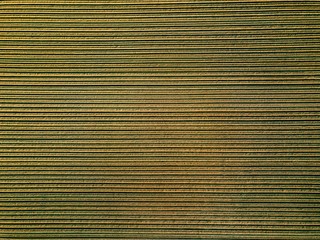 Aerial view of potato rows field in agricultural landscape