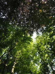 Treetops in the forest