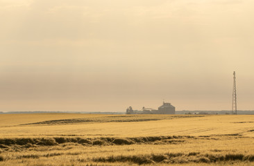 Wheat harvest destroyed by a thunderstorm. Morning summer landscape