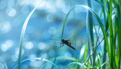 A dragonfly is sitting in the reed. In the background the sunlight glistens on the water of a lake....