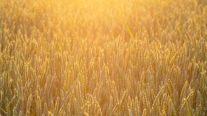 Spikes of wheat of golden color, texture.