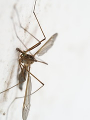 Insect sitting on the wall