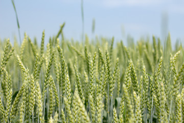 Wheat field in early summer, green wheat spoon