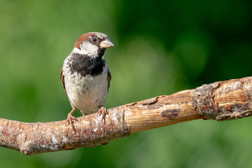 House Sparrow on Branch