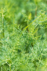 green dill branches as background