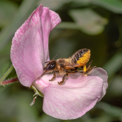 Solitary Bee on Sweet Pea