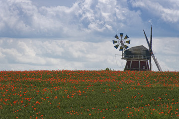 Windmühle am Mohnfeld
