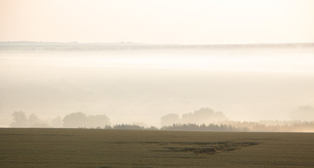 Wheat field on the background of the morning sky
