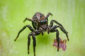 Jumping Spider, Spider in garden
