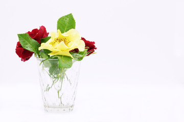 flower in a glass vase, roses close-up on a white background in a vase, postcard for a holiday, beautiful flowers, a place for text