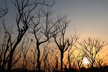 sunset sky and tree