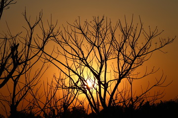 Obraz premium sunset sky and tree