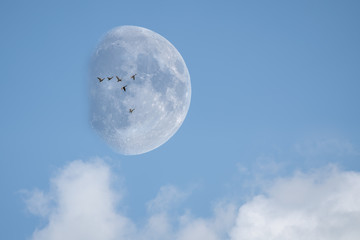 Ducks flying past the moon