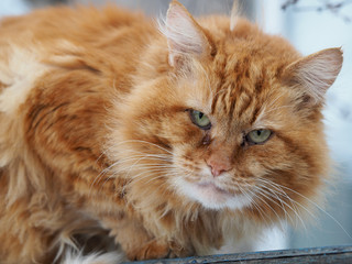 Close up photo Red cat looks at the camera