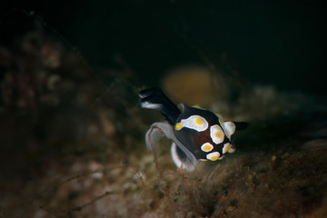 Sea slug Colpodaspis thompsoni. Underwater macro photography from Anilao, Philippines