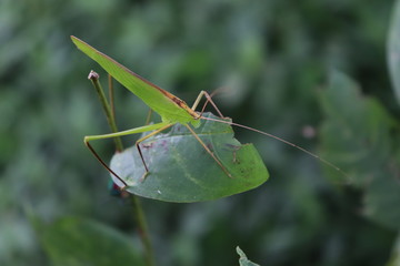 Green grasshoper