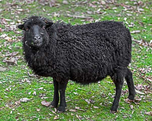 Fototapeta premium Ouessant domestic sheep 