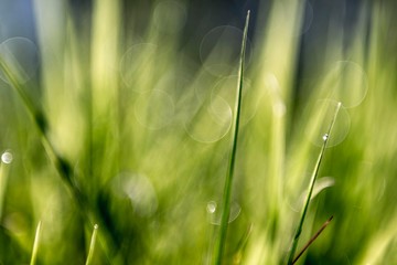 green grass with water drops. green nature background