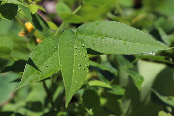 green leaf with water drop