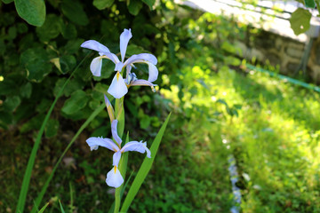 Background of iris. Dutch Iris flowers. Floral design decorative elements. Fresh blossoms. 