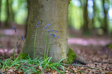 Bluebells at base of tree