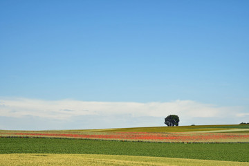 Obraz premium sommerblumenwiese