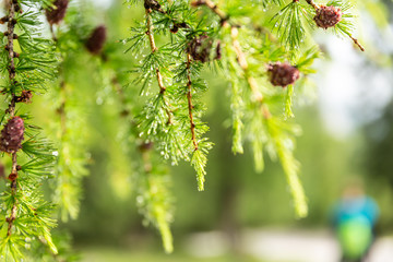 South-Tyrol Fanes Mountains unesco