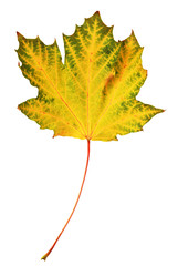 Closeup of green and yellow autumn maple leaf