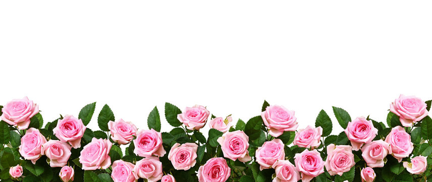 Pink Rose Border Images – Browse 103,501 Stock Photos, Vectors, and Video |  Adobe Stock