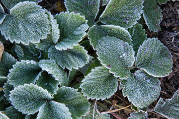 Beautiful plants in frost.