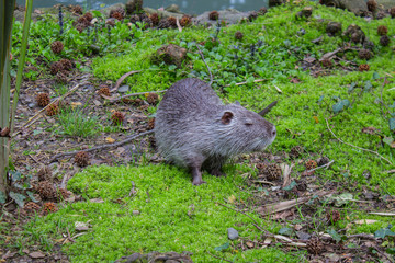 Nutria search for food near the river, harmful animal. Wild nutria inhabit ponds and rivers.