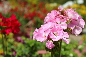 Obraz premium Pink Flower