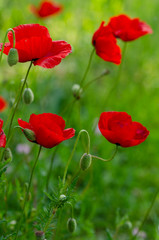 Red poppy flowers in a field, banner. Shallow depth of field