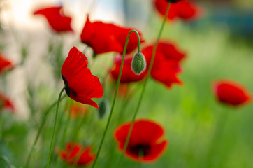 Red poppy flowers in a field, banner. Shallow depth of field