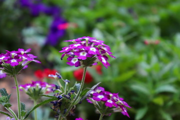Purple Flower
