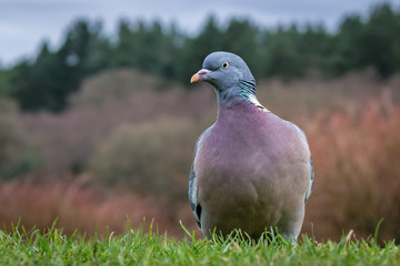 Wood Pigeon