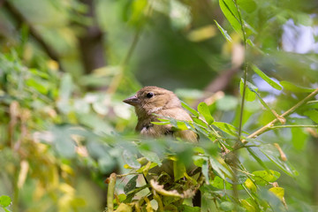 Chaffinch on a branch