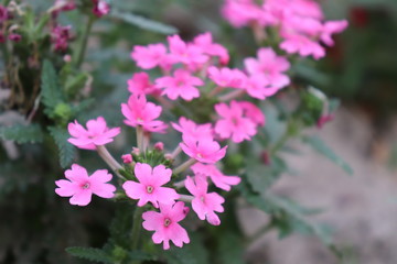 Pink Flower