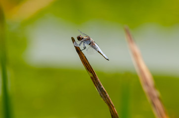 A Great dragonfly sitting on a leaf of a plant.