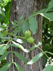 raw walnuts in walnut tree