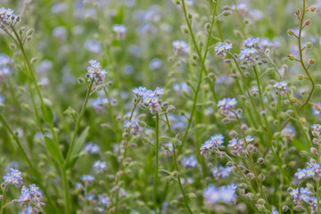 Myosotis scorpioides syn. Myosotis palustris is an herbaceous perennial flowering plant