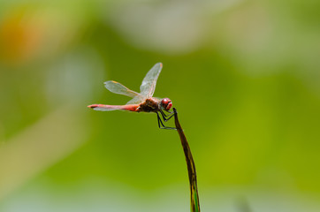 A Great dragonfly sitting on a leaf of a plant.
